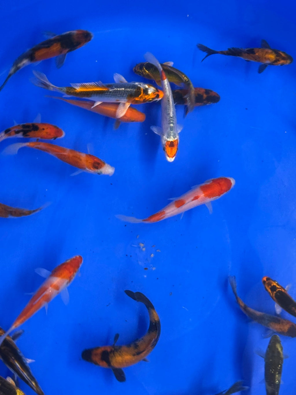 Japanese Koi 8 - 10cm - Newlyn - pets - Newlyn - pets - 