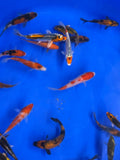 Japanese Koi 8 - 10cm - Newlyn - pets - Newlyn - pets - 