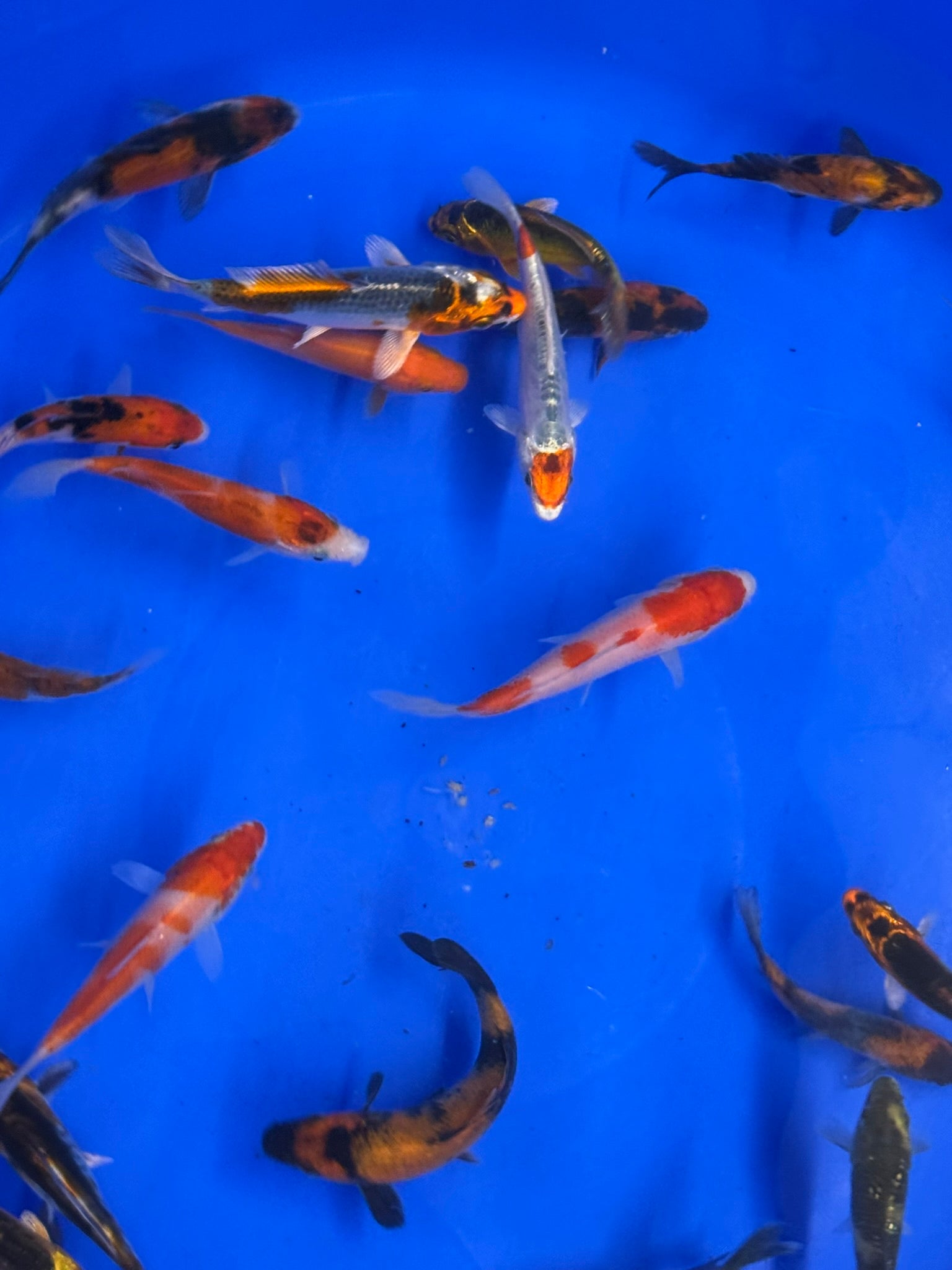 Japanese Koi 8 - 10cm - Newlyn - pets - Newlyn - pets - 