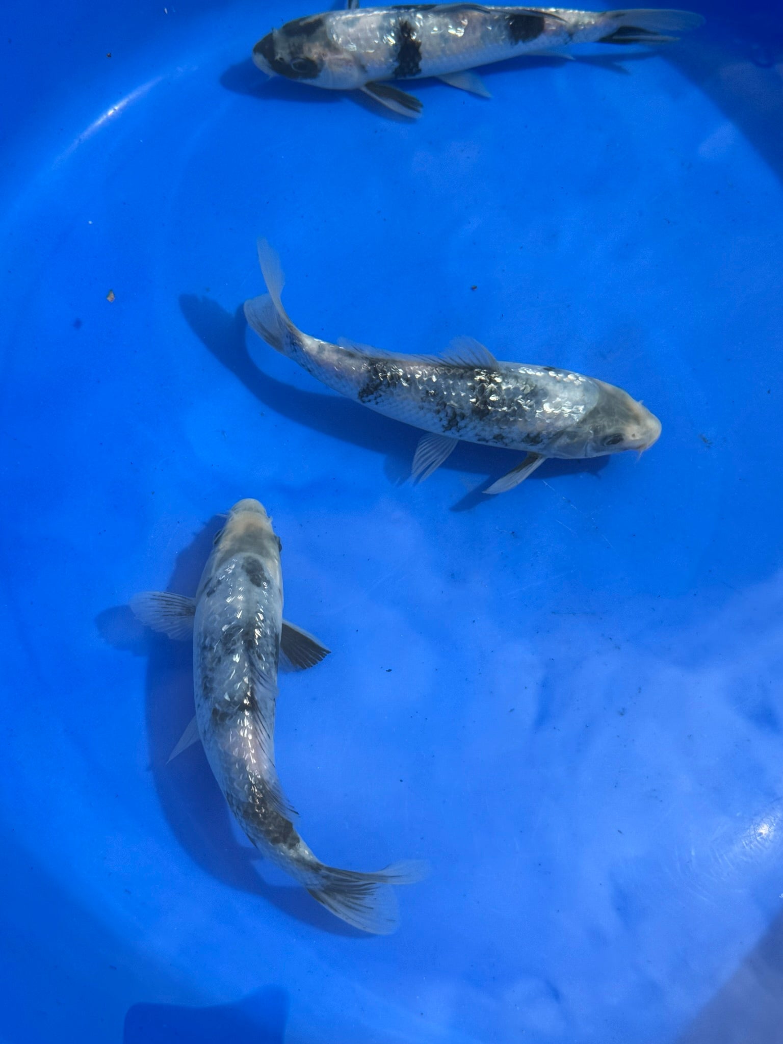 Japanese Koi Gin Rin Shiro 15 - 20cm (O 2E) - Newlyn - pets - Newlyn - pets - 