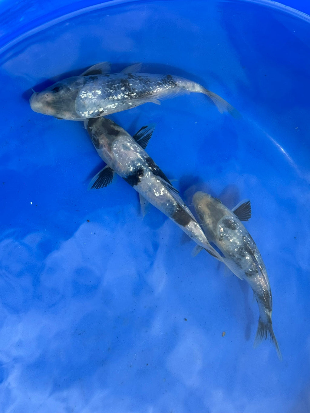 Japanese Koi Gin Rin Shiro 15 - 20cm (O 2E) - Newlyn - pets - Newlyn - pets - 