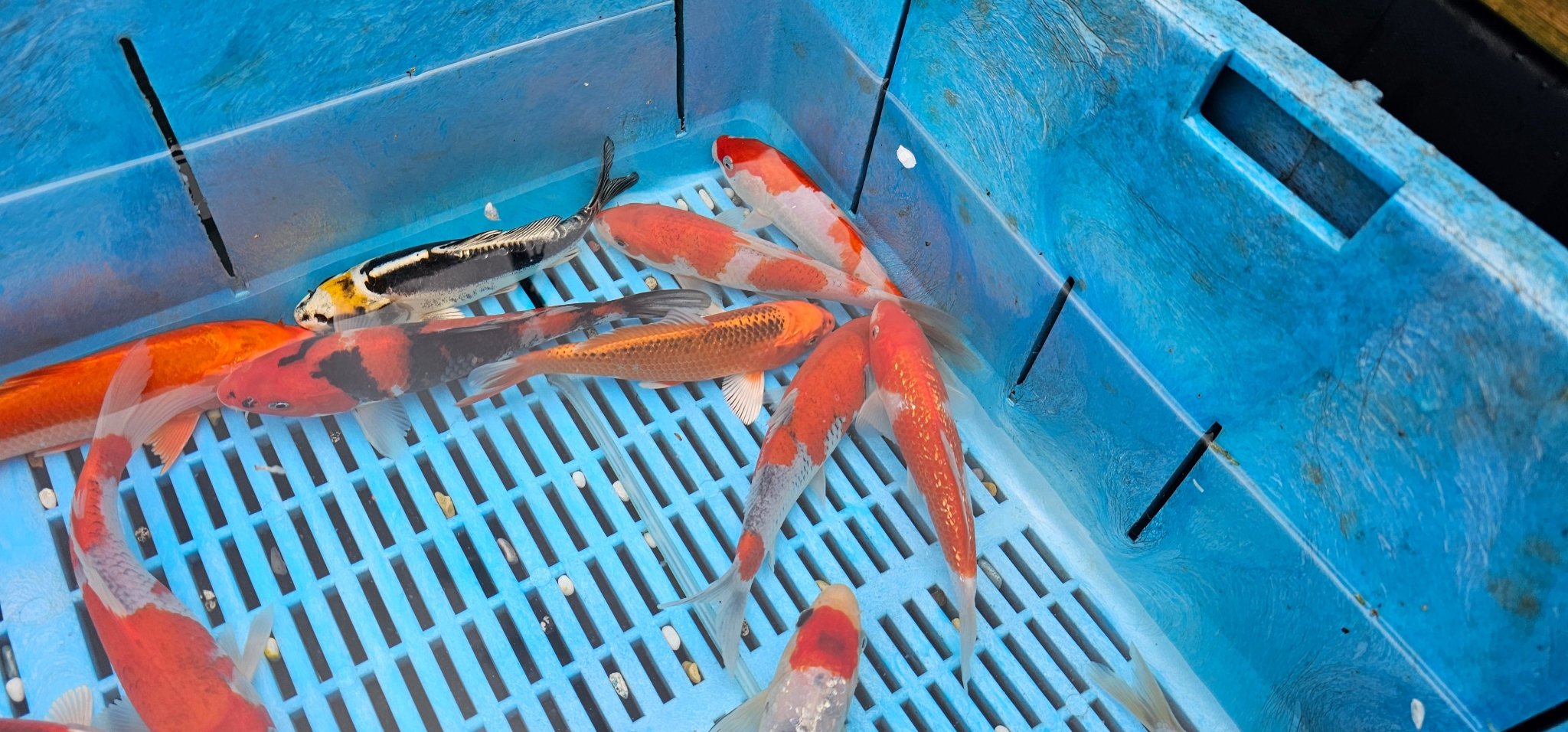 Japanese Koi High Quality 18 - 20cm Live Fish - Newlyn - pets - Yagenji - 