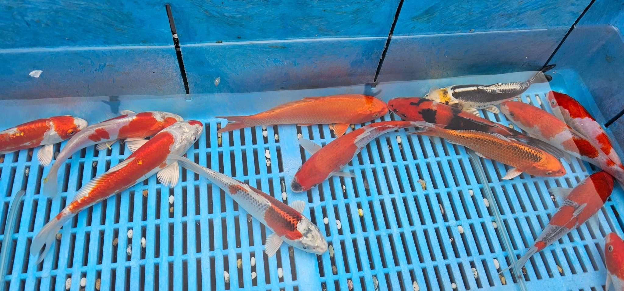 Japanese Koi High Quality 18 - 20cm Live Fish - Newlyn - pets - Yagenji - 