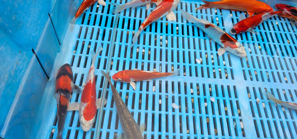 Japanese Koi High Quality 18 - 20cm Live Fish - Newlyn - pets - Yagenji - 