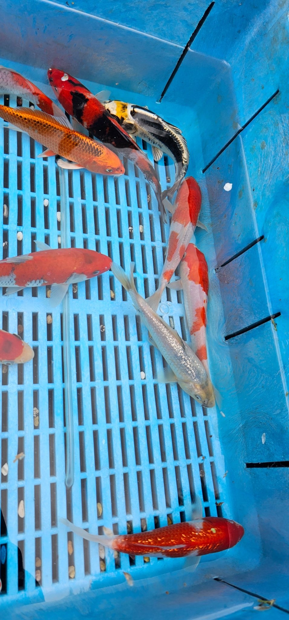 Japanese Koi High Quality 18 - 20cm Live Fish - Newlyn - pets - Yagenji - 