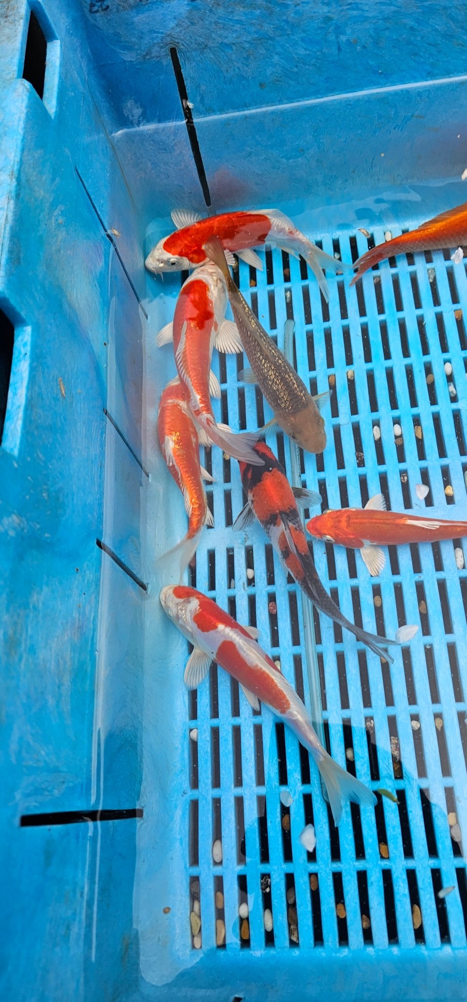 Japanese Koi High Quality 18 - 20cm Live Fish - Newlyn - pets - Yagenji - 