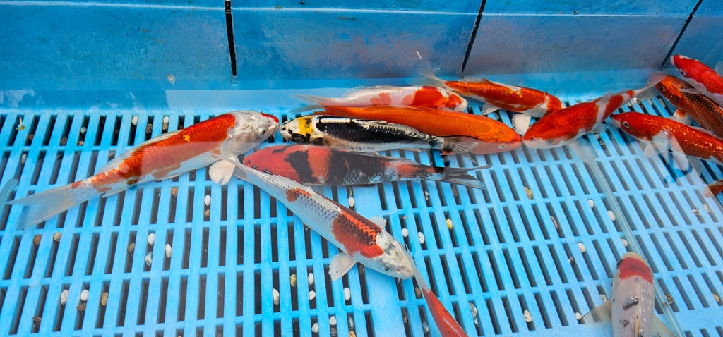 Japanese Koi High Quality 18 - 20cm Live Fish - Newlyn - pets - Yagenji - 