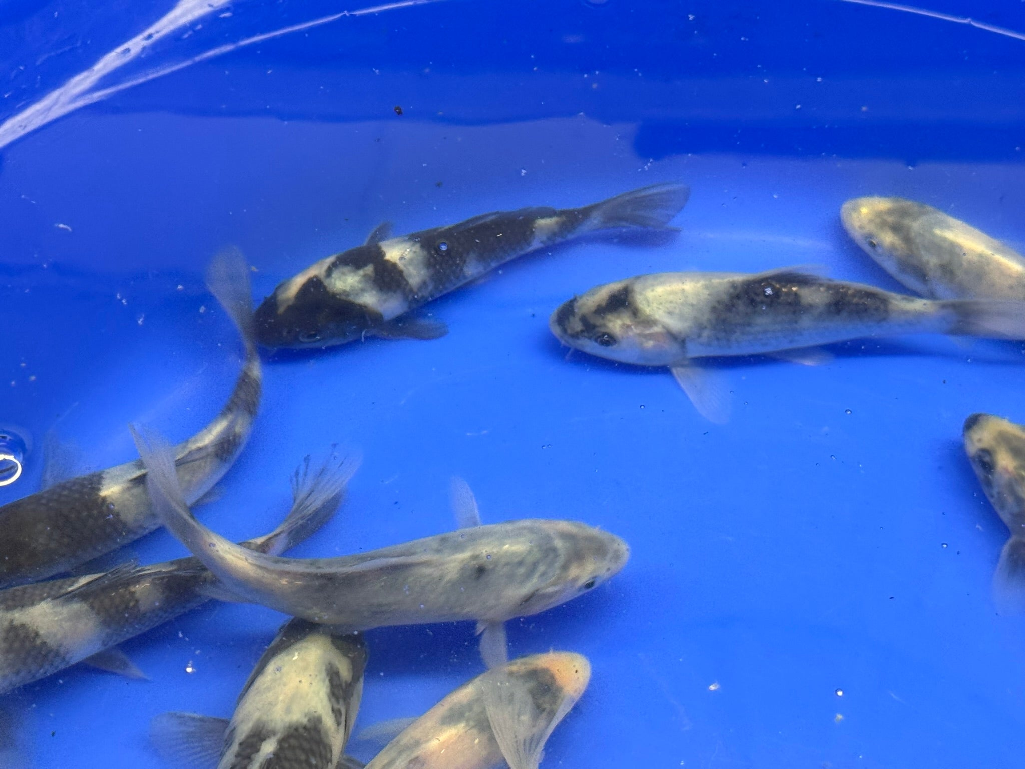 Japanese Koi Shiro 10 - 14cm (TF P3) - Newlyn - pets - Newlyn - pets - 