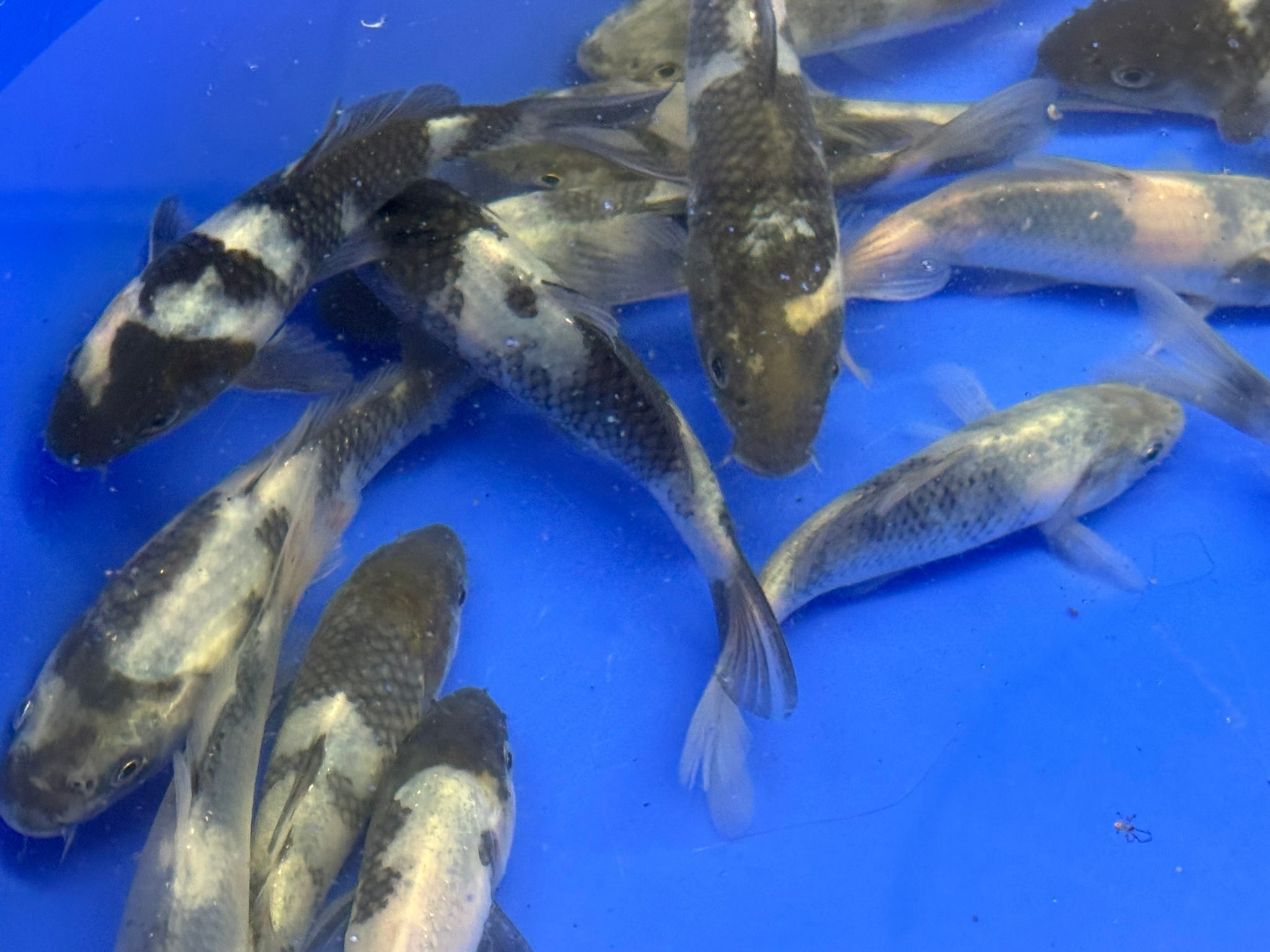 Japanese Koi Shiro 10 - 14cm (TF P3) - Newlyn - pets - Newlyn - pets - 