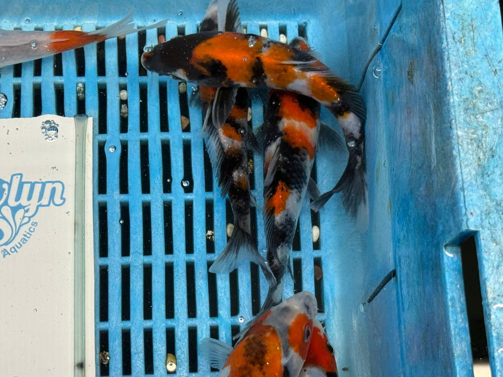 Japanese Koi Showa 5 - 6" Live Fish (O 1) - Newlyn - pets - Newlyn - pets - 