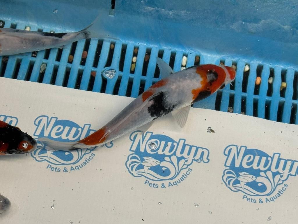 Japanese Koi Showa 5 - 6" Live Fish (O 1) - Newlyn - pets - Newlyn - pets - 