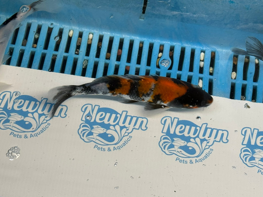 Japanese Koi Showa 5 - 6" Live Fish (O 1) - Newlyn - pets - Newlyn - pets - 