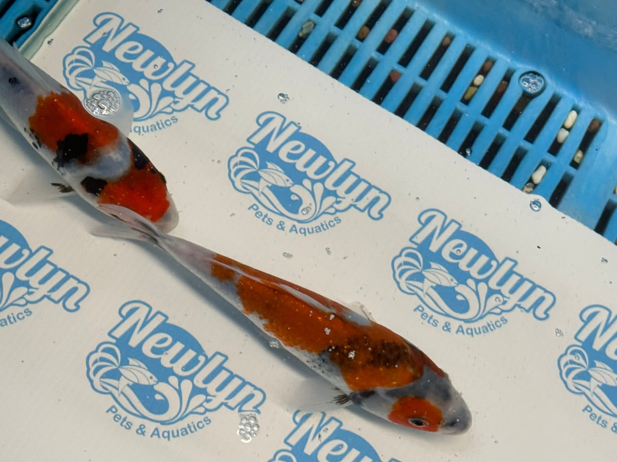 Japanese Koi Showa 5 - 6" Live Fish (O 1) - Newlyn - pets - Newlyn - pets - 