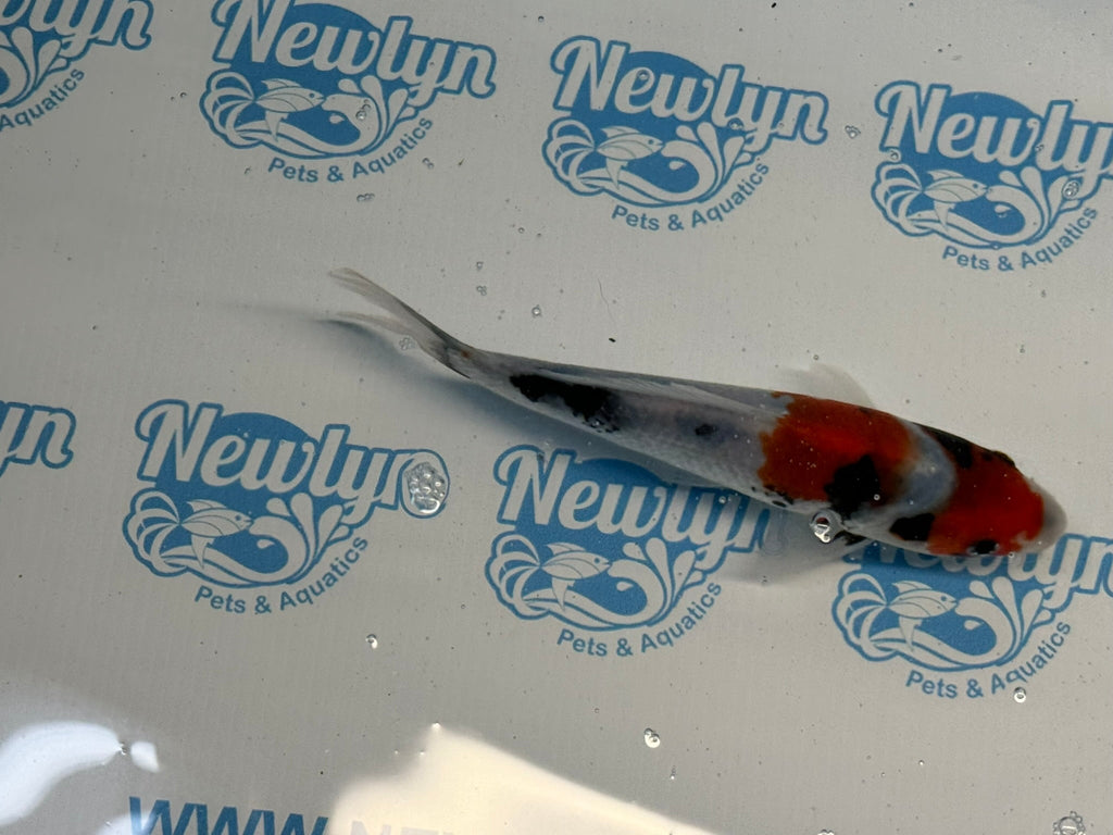 Japanese Koi Showa 5 - 6" Live Fish (O 1) - Newlyn - pets - Newlyn - pets - 