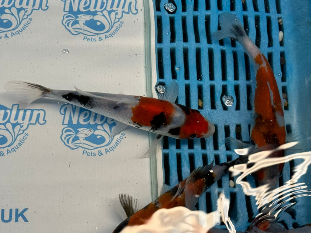 Japanese Koi Showa 5 - 6" Live Fish (O 1) - Newlyn - pets - Newlyn - pets - 