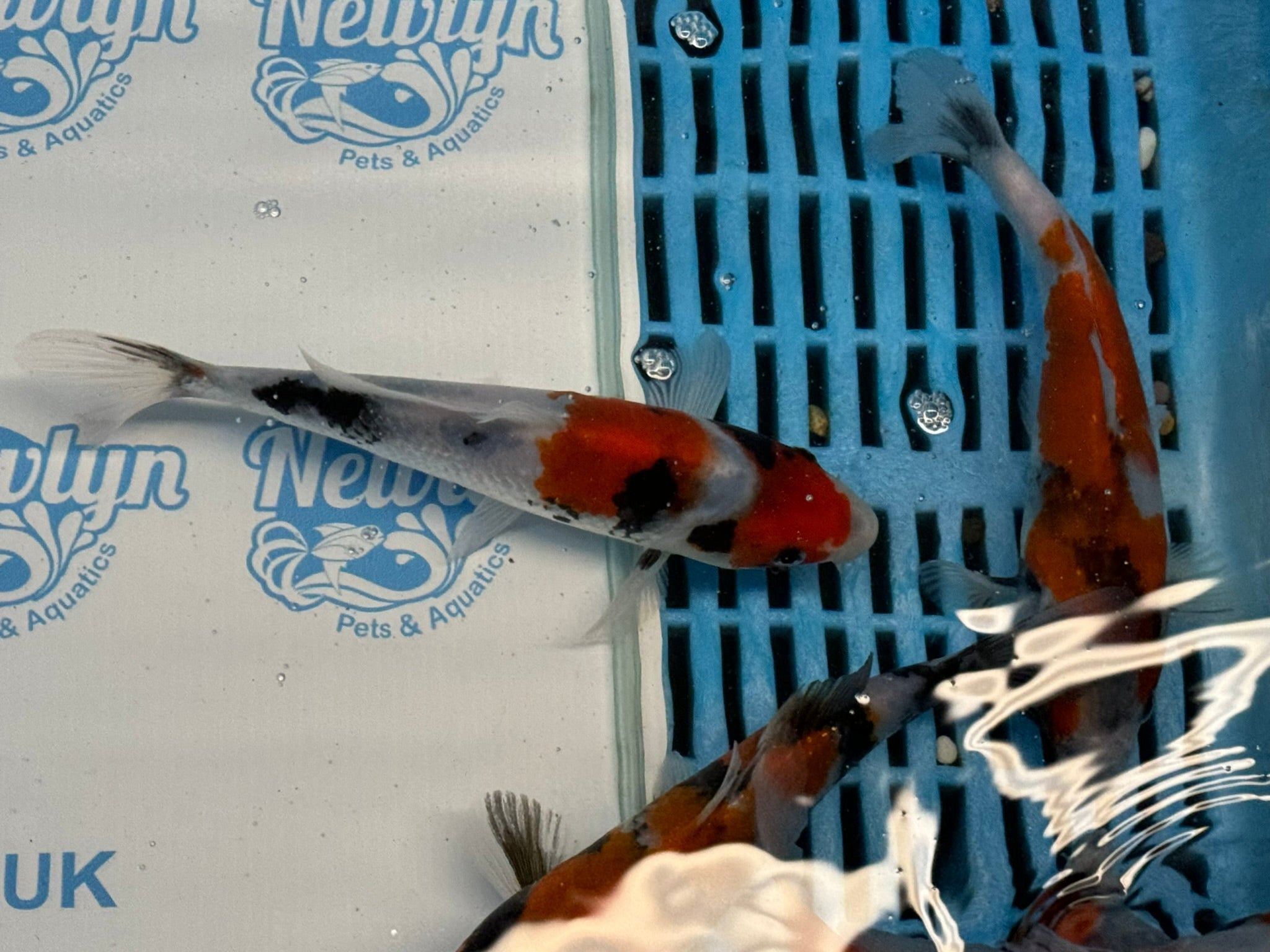 Japanese Koi Showa 5 - 6" Live Fish (O 1) - Newlyn - pets - Newlyn - pets - 