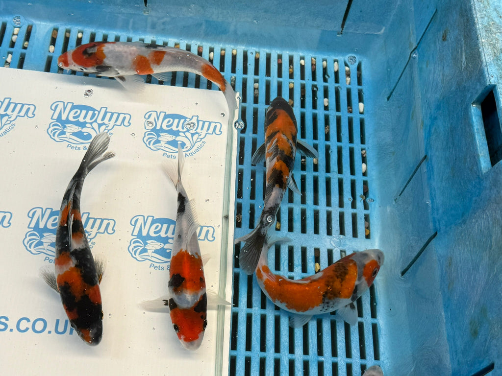 Japanese Koi Showa 5 - 6" Live Fish (O 1) - Newlyn - pets - Newlyn - pets - 