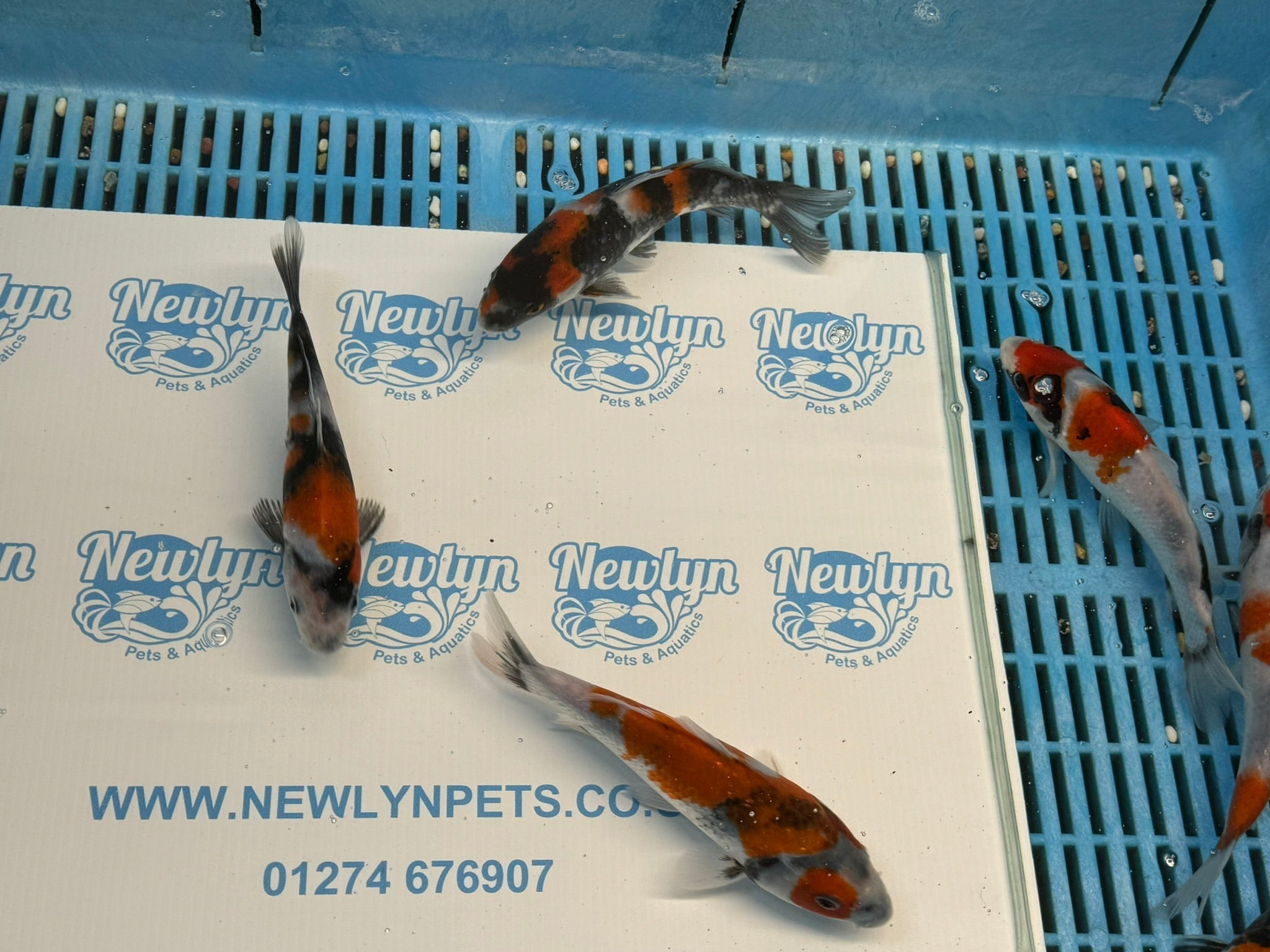 Japanese Koi Showa 5 - 6" Live Fish (O 1) - Newlyn - pets - Newlyn - pets - 