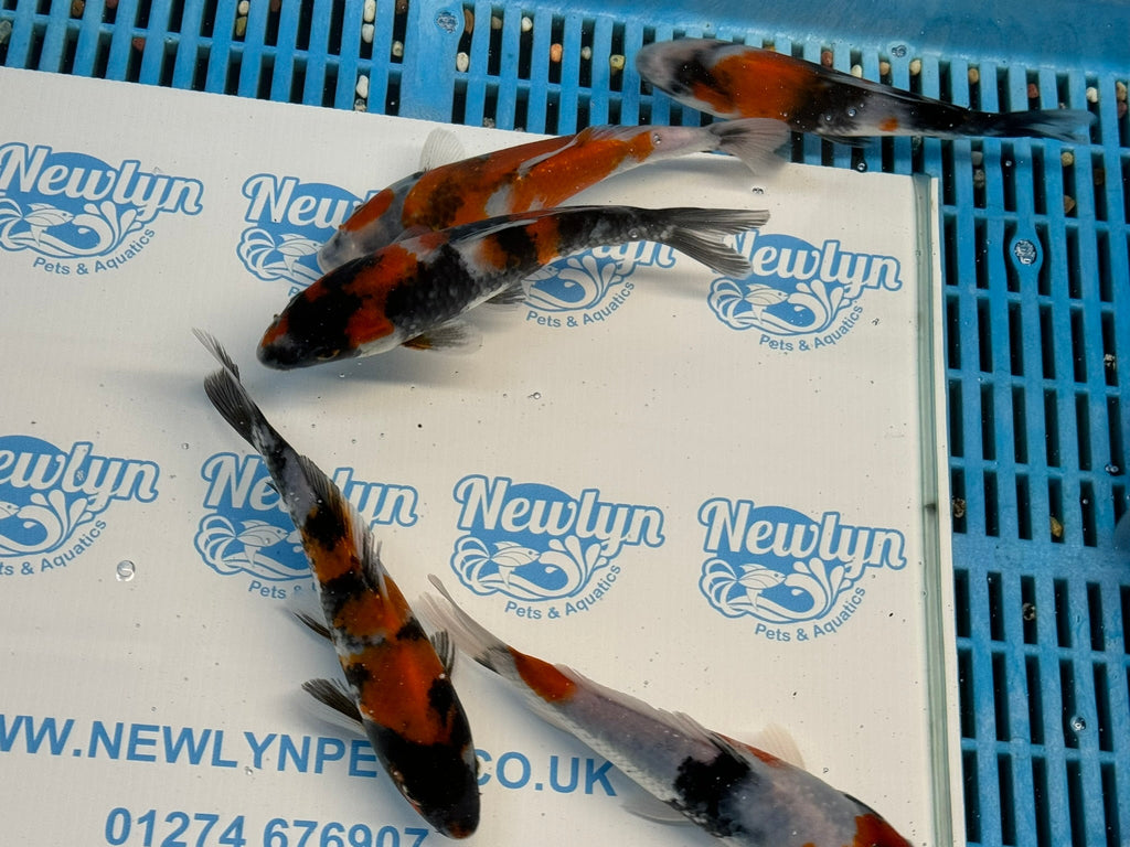 Japanese Koi Showa 5 - 6" Live Fish (O 1) - Newlyn - pets - Newlyn - pets - 