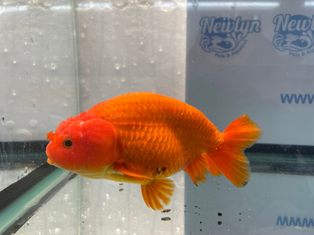 Jumbo Ranchu Red 14 - 15cm Fancy Goldfish (Fish In Photo) 16 - Newlyn - pets - Newlyn - pets - 