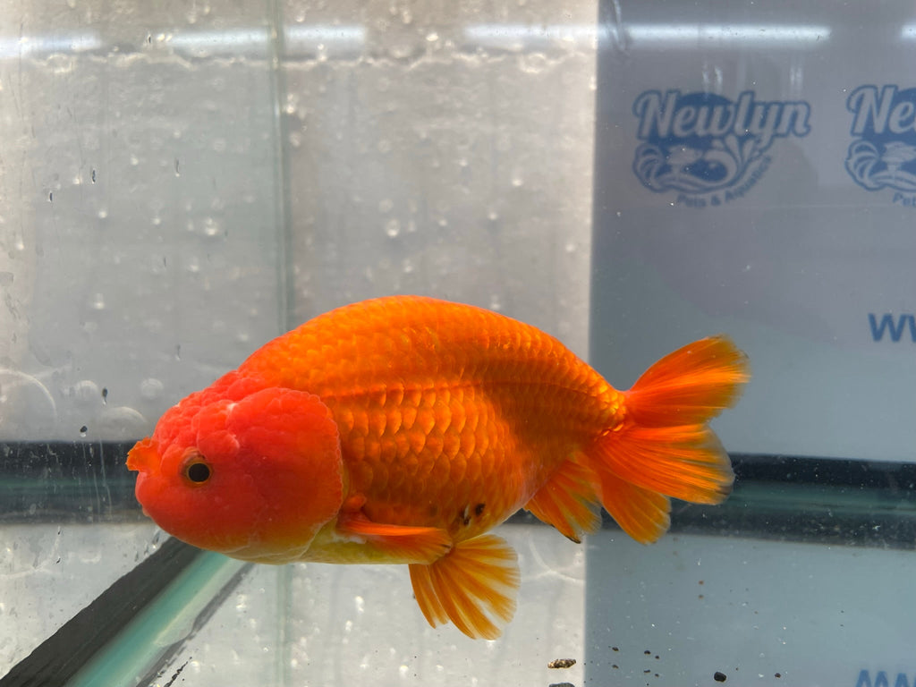 Jumbo Ranchu Red 14 - 15cm Fancy Goldfish (Fish In Photo) 16 - Newlyn - pets - Newlyn - pets - 