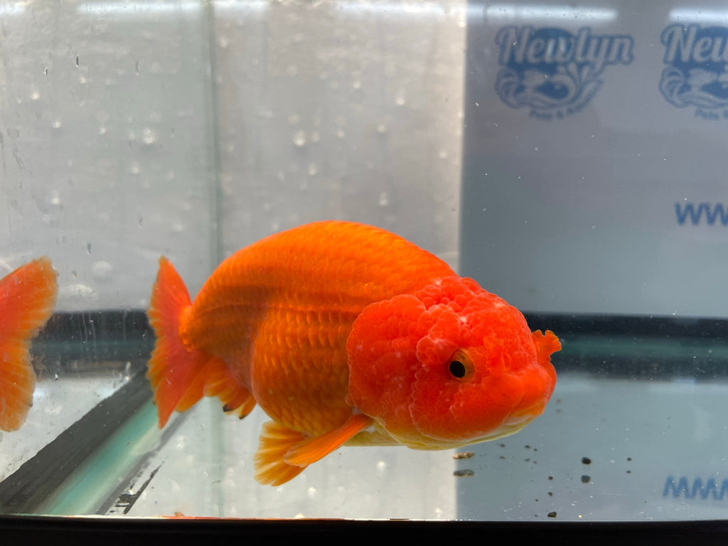 Jumbo Ranchu Red 14 - 15cm Fancy Goldfish (Fish In Photo) 16 - Newlyn - pets - Newlyn - pets - 