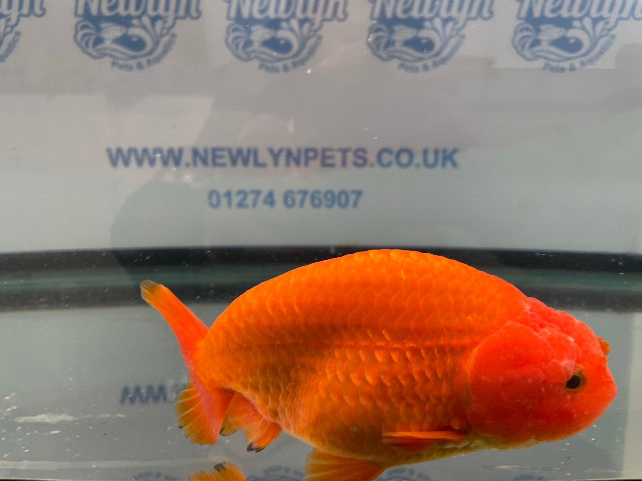 Jumbo Ranchu Red 14 - 15cm Fancy Goldfish (Fish In Photo) 16 - Newlyn - pets - Newlyn - pets - 