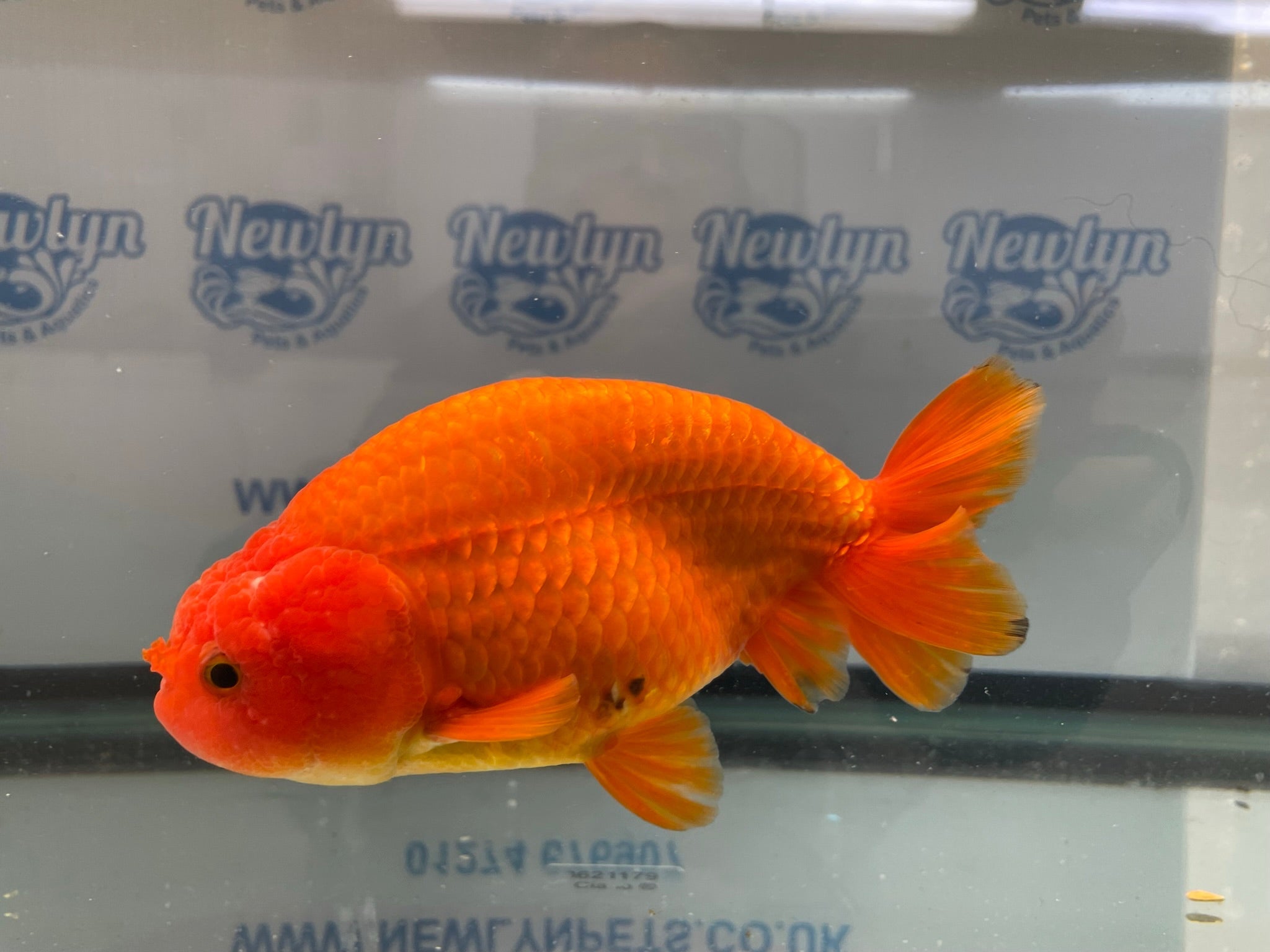 Jumbo Ranchu Red 14 - 15cm Fancy Goldfish (Fish In Photo) 16 - Newlyn - pets - Newlyn - pets - 