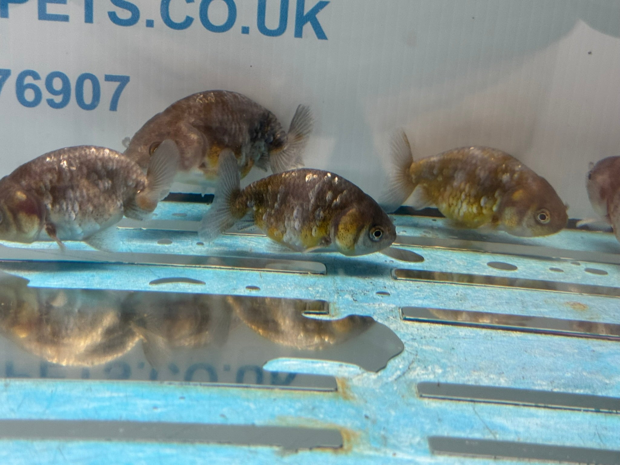 Kin Rin Ranchu 6 - 8cm Fancy Goldfish - Newlyn - pets - Newlyn - pets - 