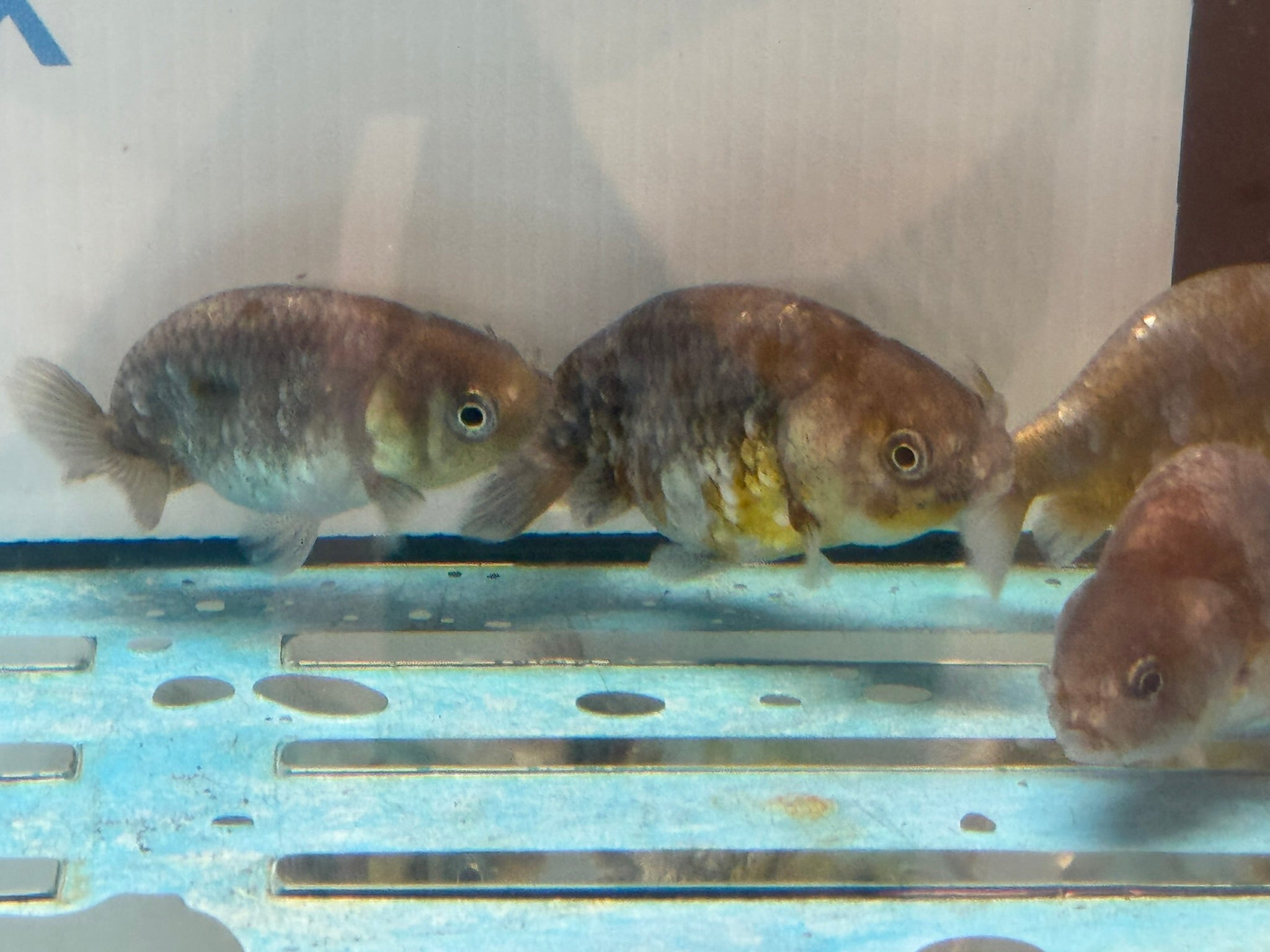 Kin Rin Ranchu 6 - 8cm Fancy Goldfish - Newlyn - pets - Newlyn - pets - 