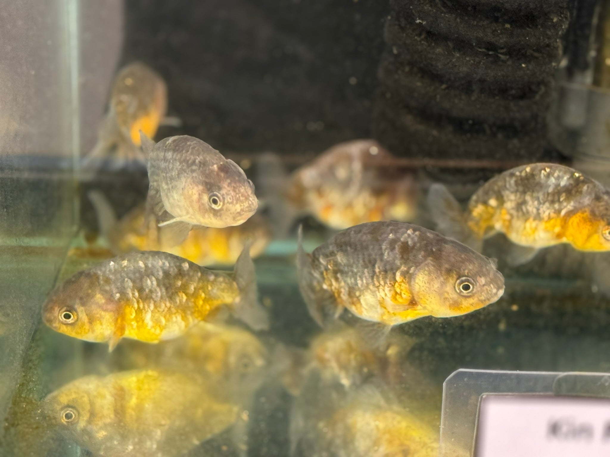 Kin Rin Ranchu 6 - 8cm Fancy Goldfish - Newlyn - pets - Newlyn - pets - 