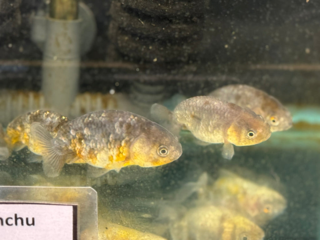Kin Rin Ranchu 6 - 8cm Fancy Goldfish - Newlyn - pets - Newlyn - pets - 