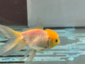 Lemon Head Oranda 8-9cm Chinese Fancy Goldfish - Newlyn-pets - Newlyn-pets - 