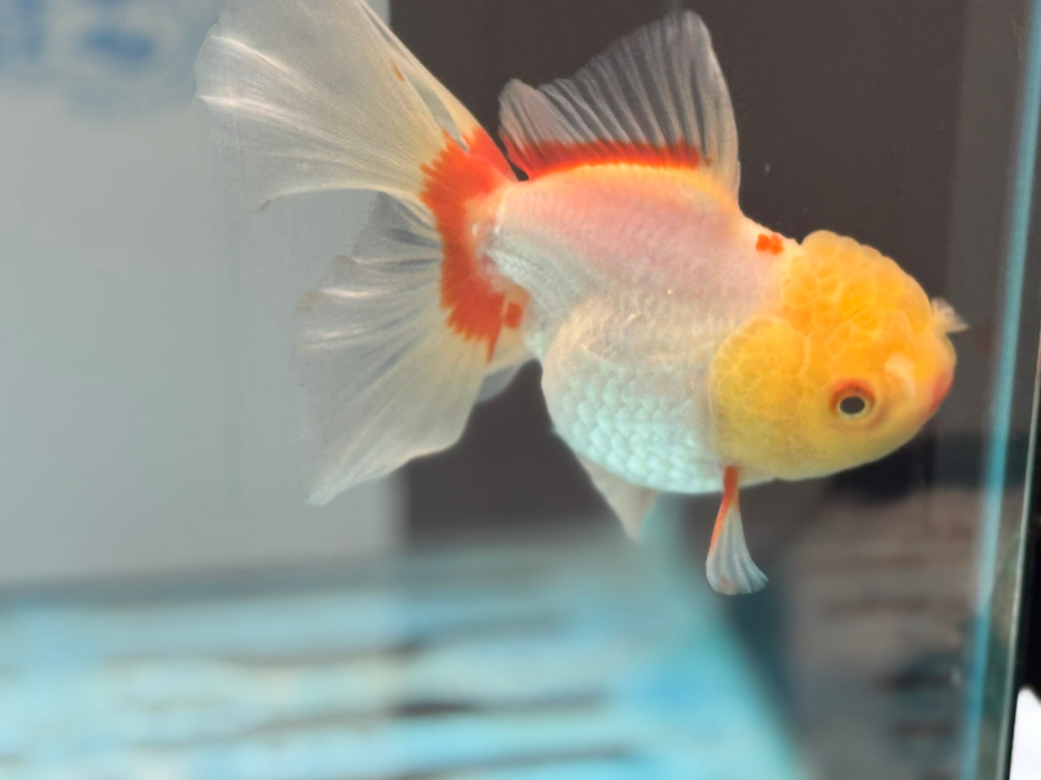 Lemonhead Oranda 14 - 15cm OR8hg (Fish in photo) - Newlyn - pets - Newlyn - pets - 