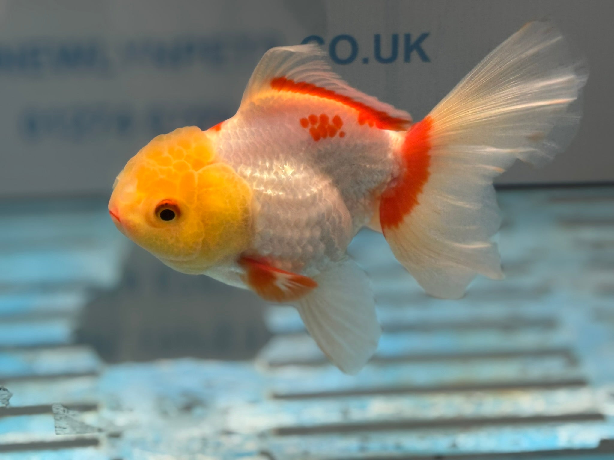 Lemonhead Oranda 14 - 15cm OR8hg (Fish in photo) - Newlyn - pets - Newlyn - pets - 