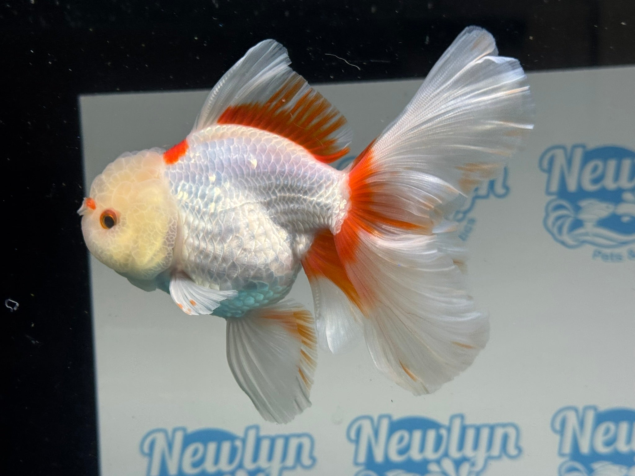 Lemonhead Peacock Tail Oranda 12 - 13cm - Newlyn - pets - Newlyn - pets - 