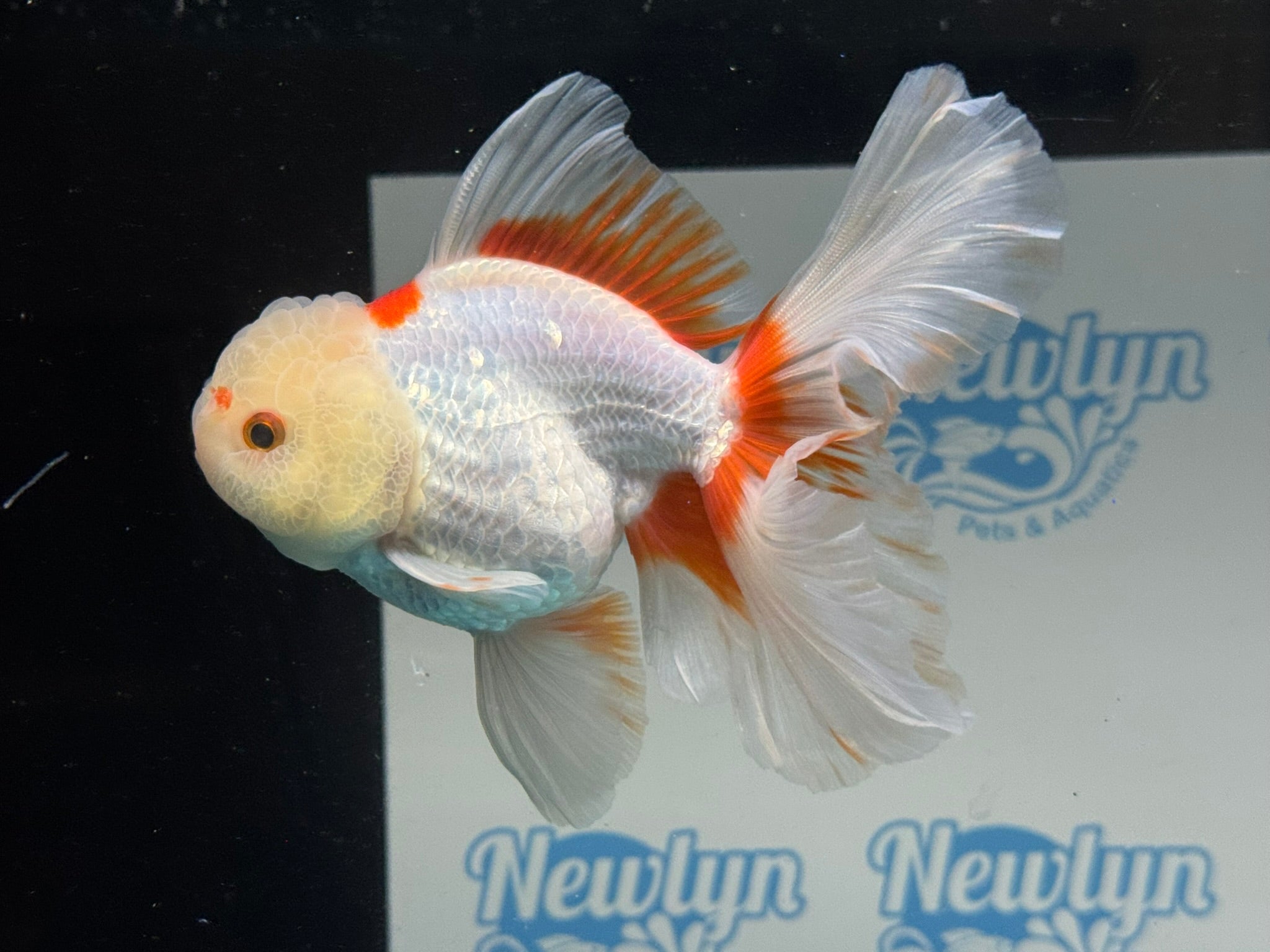 Lemonhead Peacock Tail Oranda 12 - 13cm - Newlyn - pets - Newlyn - pets - 