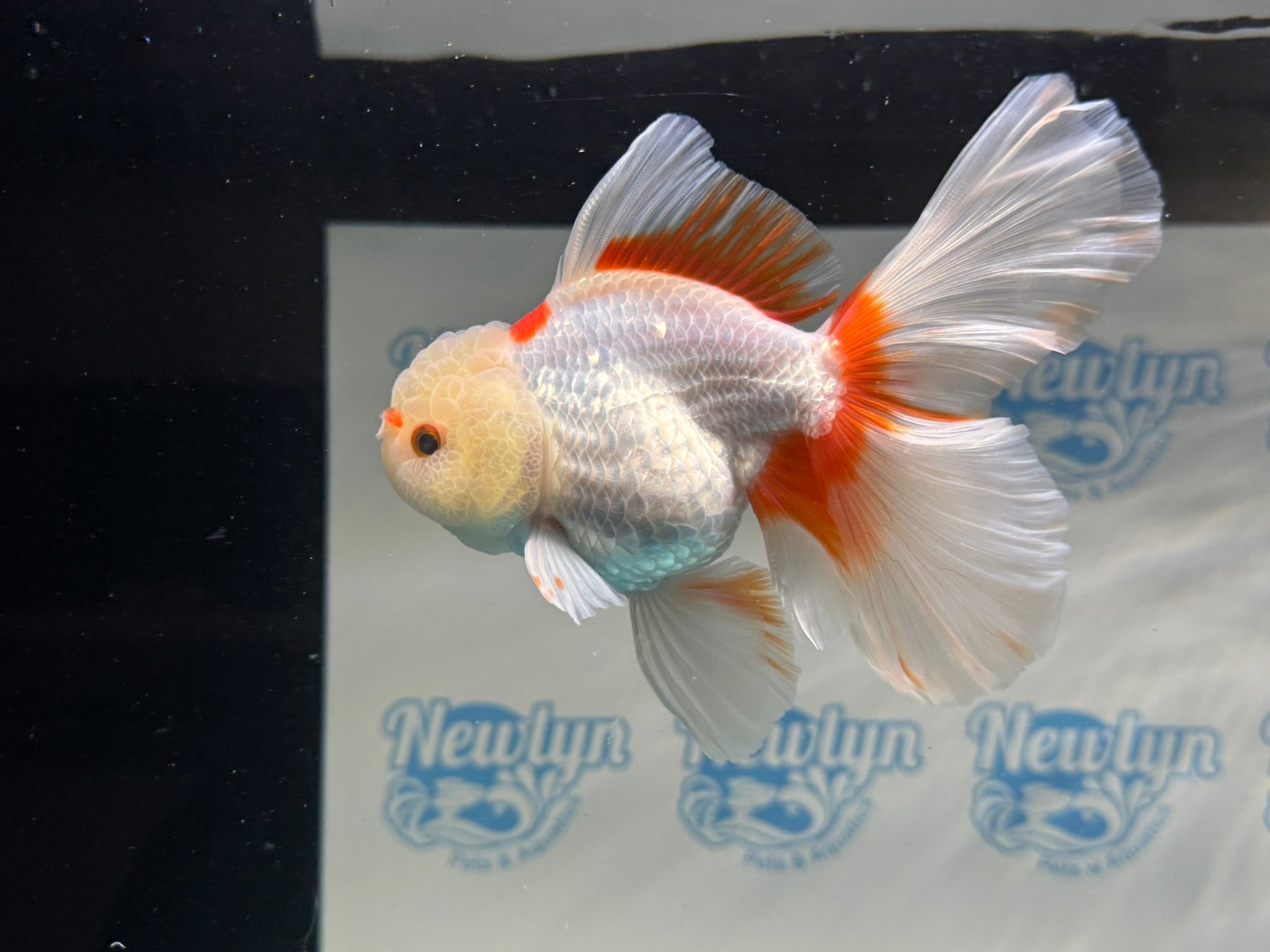 Lemonhead Peacock Tail Oranda 12 - 13cm - Newlyn - pets - Newlyn - pets - 