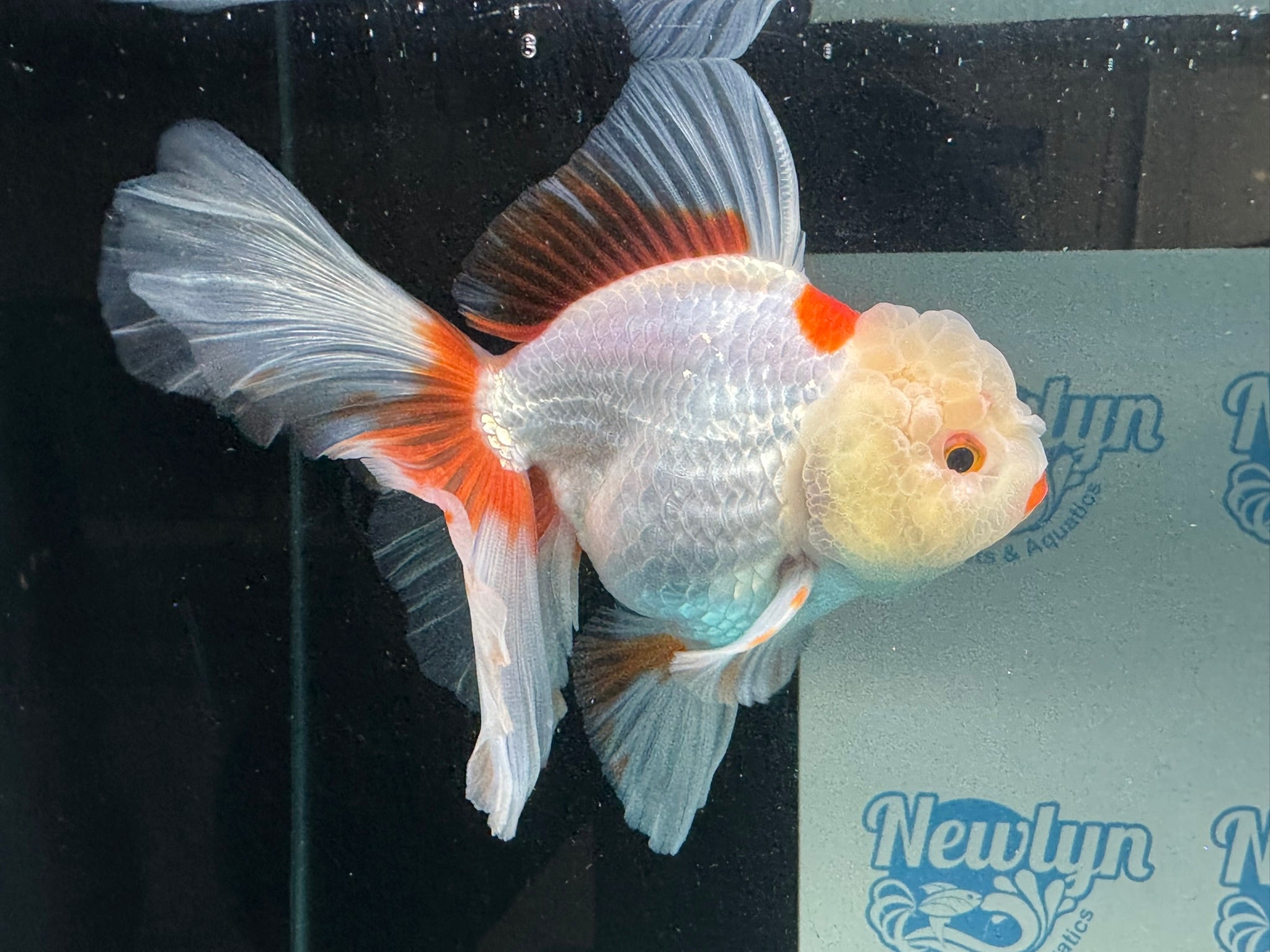 Lemonhead Peacock Tail Oranda 12 - 13cm - Newlyn - pets - Newlyn - pets - 