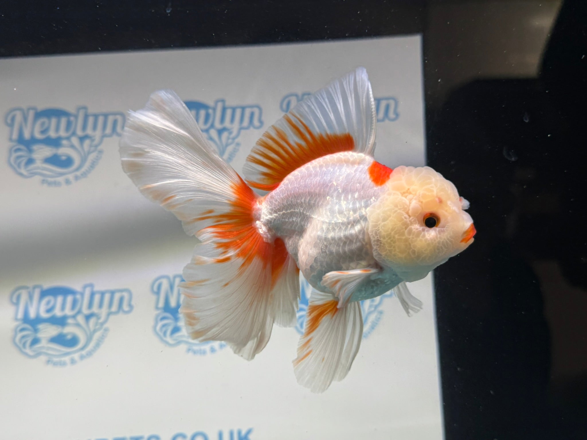 Lemonhead Peacock Tail Oranda 12 - 13cm - Newlyn - pets - Newlyn - pets - 
