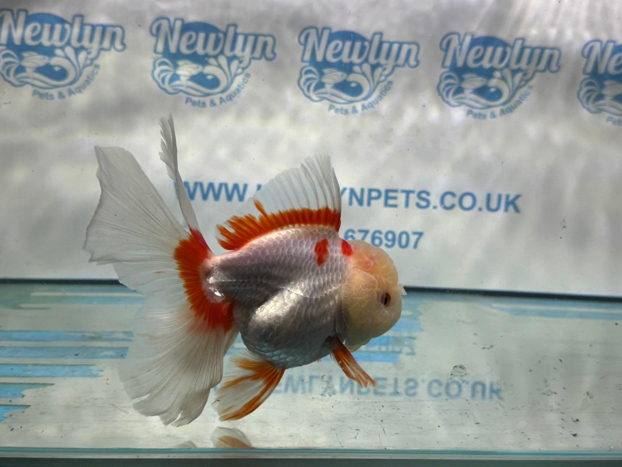 Lemonhead Peacock Tail Oranda 13 - 14cm - Newlyn - pets - Newlyn - pets - 