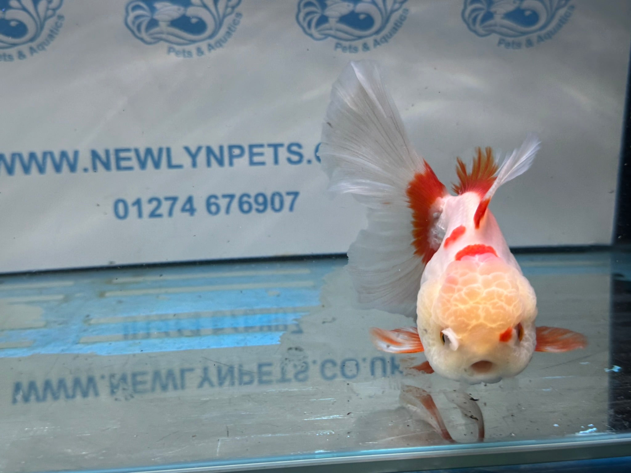 Lemonhead Peacock Tail Oranda 13 - 14cm - Newlyn - pets - Newlyn - pets - 