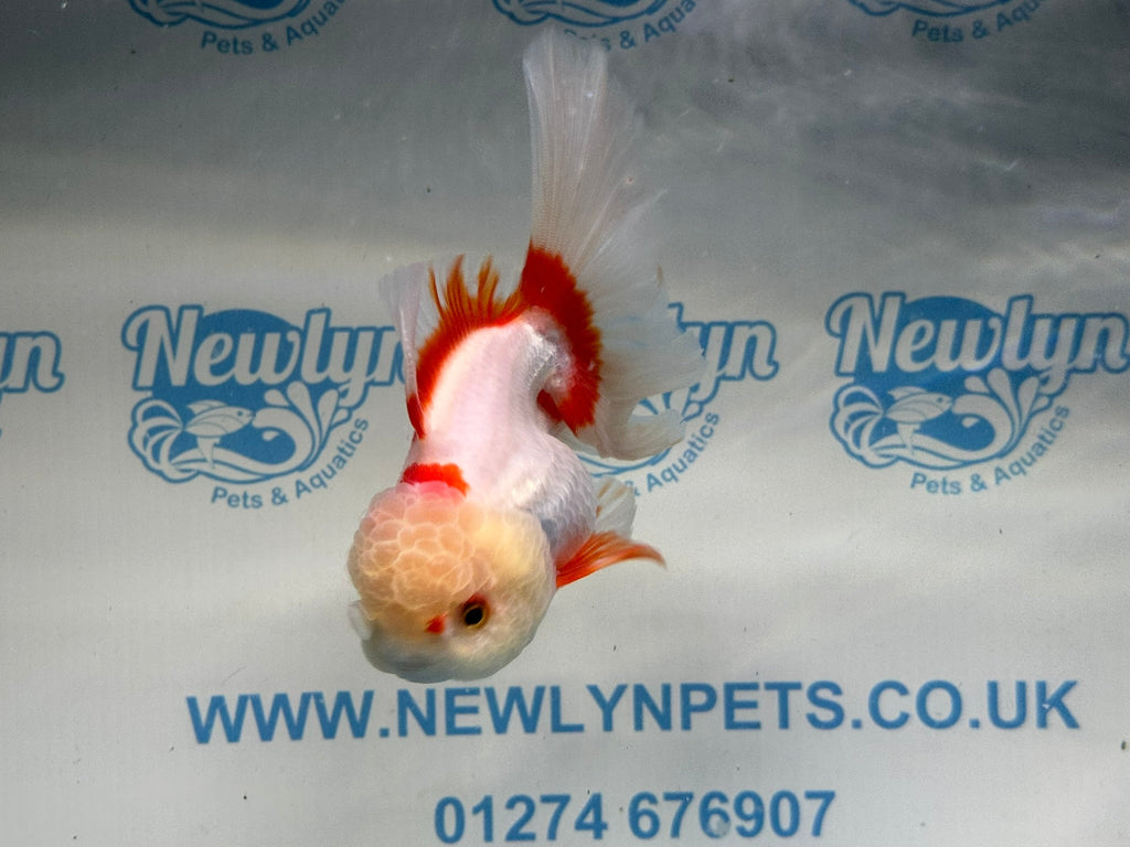 Lemonhead Peacock Tail Oranda 13 - 14cm - Newlyn - pets - Newlyn - pets - 