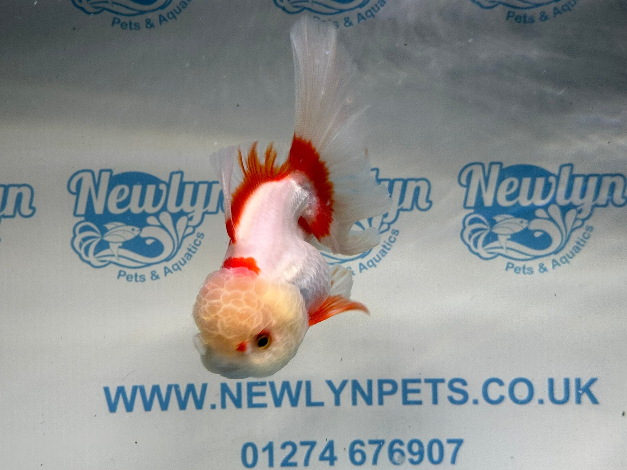 Lemonhead Peacock Tail Oranda 13 - 14cm - Newlyn - pets - Newlyn - pets - 