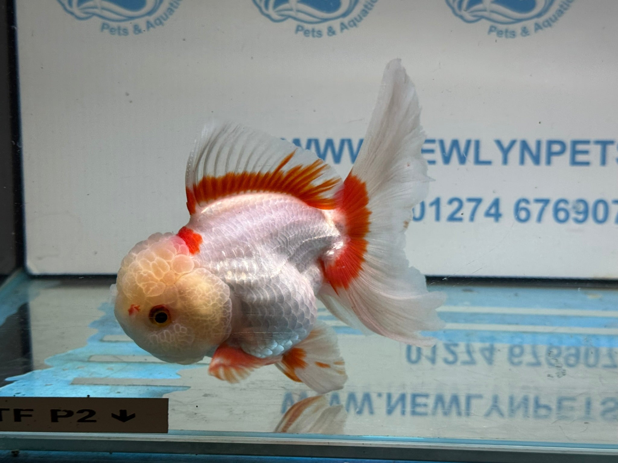 Lemonhead Peacock Tail Oranda 13 - 14cm - Newlyn - pets - Newlyn - pets - 