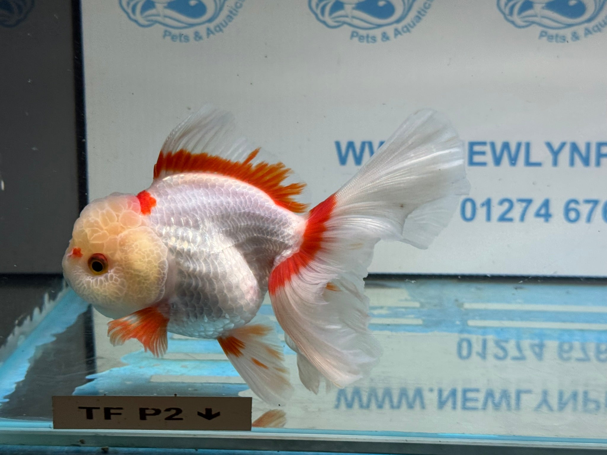 Lemonhead Peacock Tail Oranda 13 - 14cm - Newlyn - pets - Newlyn - pets - 