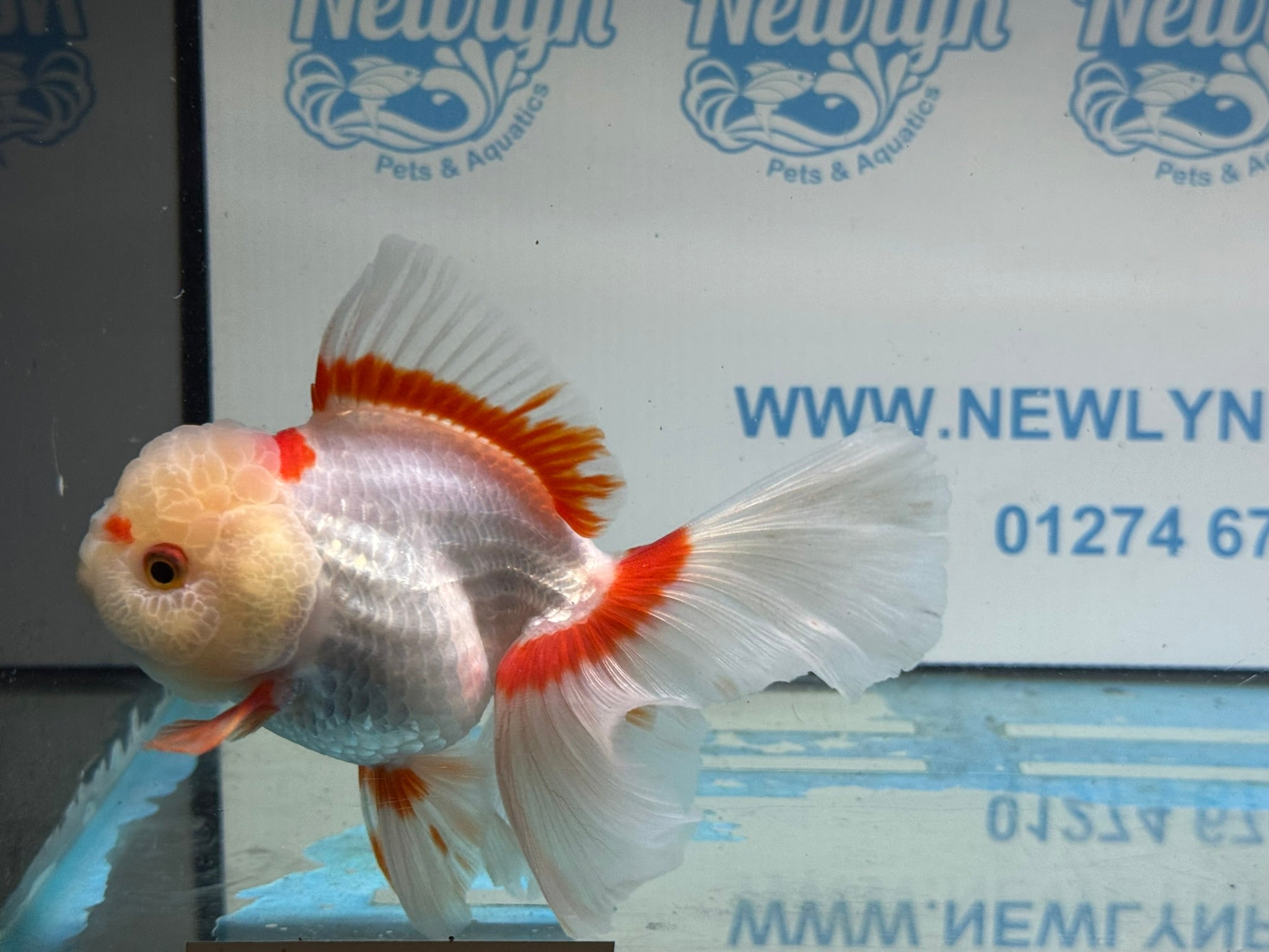 Lemonhead Peacock Tail Oranda 13 - 14cm - Newlyn - pets - Newlyn - pets - 