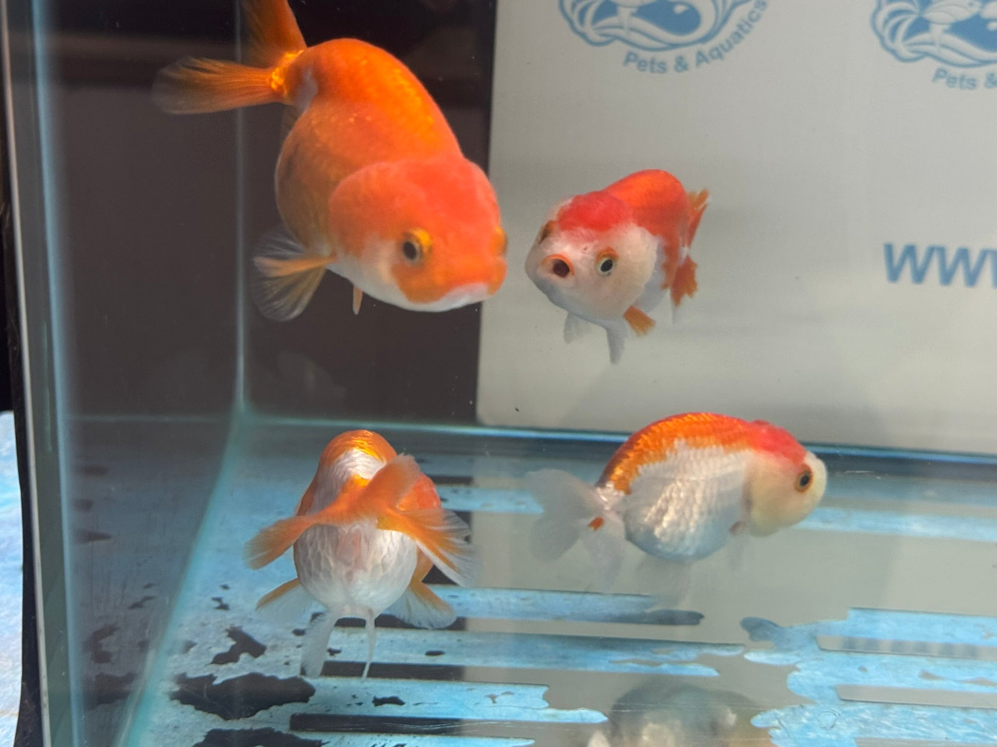 Lionhead Red/White 8 - 9cm Fancy Goldfish - Newlyn - pets - Newlyn - pets - 