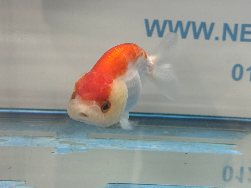 Lionhead Red/White 8 - 9cm Fancy Goldfish - Newlyn - pets - Newlyn - pets - 