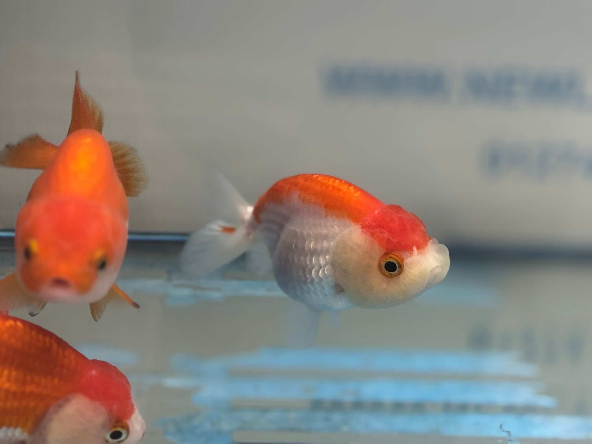Lionhead Red/White 8 - 9cm Fancy Goldfish - Newlyn - pets - Newlyn - pets - 